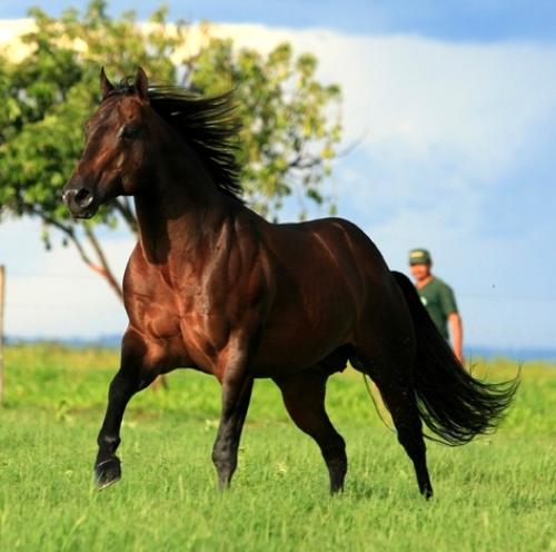 TILLY PLAYBOY (S. Congelado)