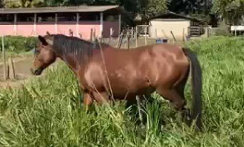 HOLLIWOODS SMART (P+)