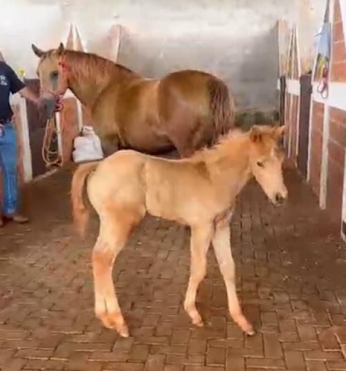 BONITA O´LENA FX (Lote 3 em 1)