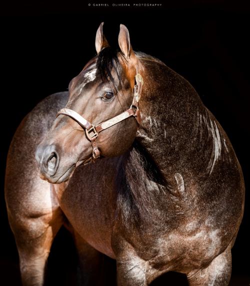 OUT FOXIN THE CAT (4 Coberturas)