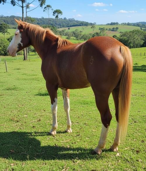 SPOOK BAR DUNIT (1 Cobertura)