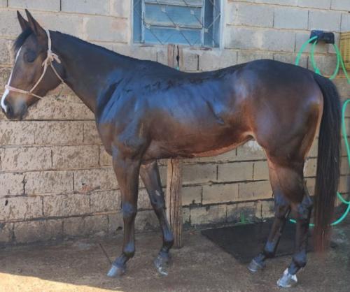 ESPLENDIDA FOR PERKS