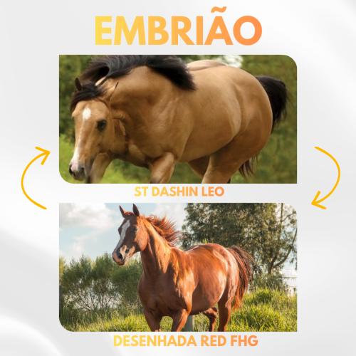 ST DASHIN LEO X DESENHADA RED FHG (Embrião Efetivado)