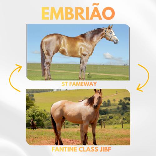 ST FAMEWAY X FANTINE CLASS JIBF (Embrião a Efetivar)