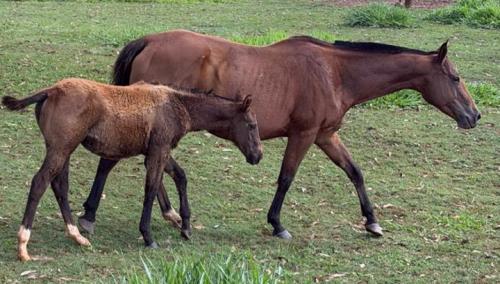 ANGOLA ZORRERO Q2 (Lote 3 em 1)