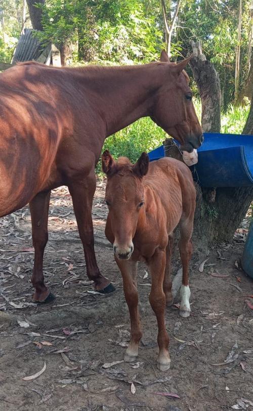 FROZEN ONLY HJM (Lote 2 em 1)