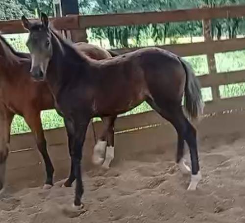 PLAY SKIPPY LIGTH X KOKO BONSMAL