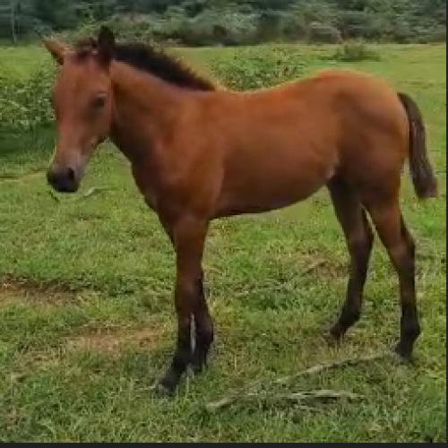 HOLLYWOOD GOTTA GUN X SPORT WHIZ