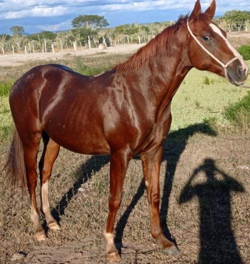 ECLIPSE SEIS AD x CHICKS FIRST FANTASY