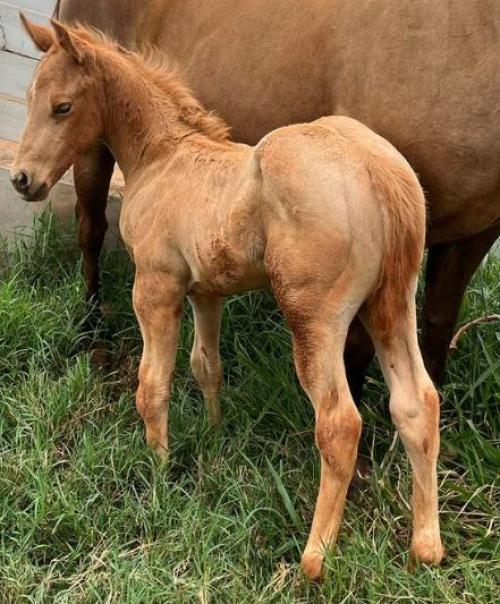 AL PACINO SPARKS X BONITA O´LENA FX