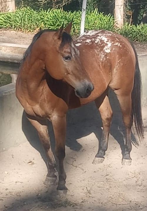 GENUINE GOLD SON DFL