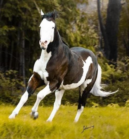 SPOOK GOTTA STAR (4 Coberturas)