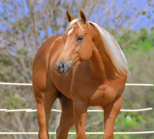 GOLDEN DESIGN (3 Coberturas)