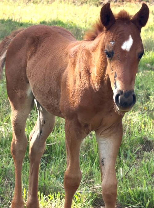 SHADY FAST BARON H2M X BRISA FAMEASY