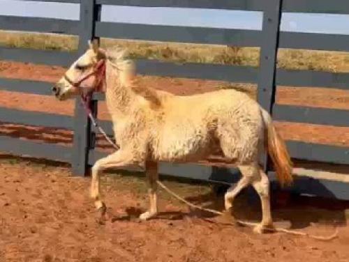 VPJ TRUCK POP X ONE HOT DEL PEEK