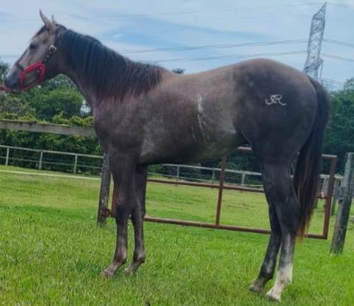 AMERICAN TA FAME X PEPSI APOLLO