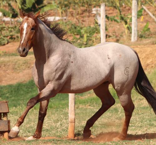 RCH ROYAL FAME FLING (1 Cobertura)