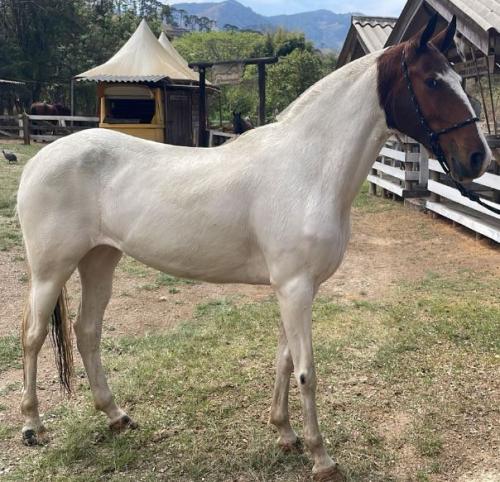 CÁTIA DA ÁGUA SANTA