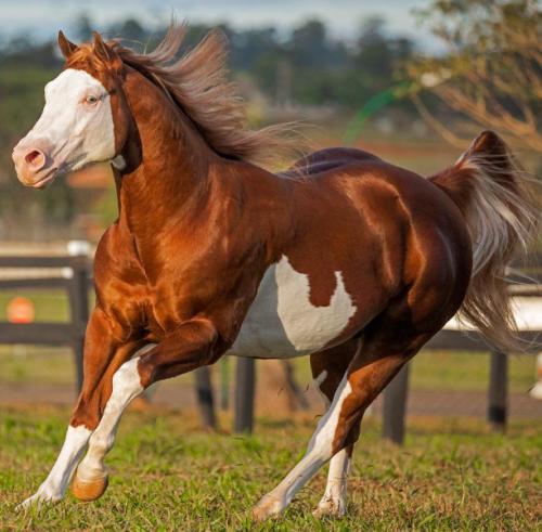 POP SUPER GUNNER (4 Coberturas)