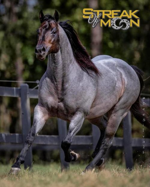 STREAK OF MOON (1 Cobertura)