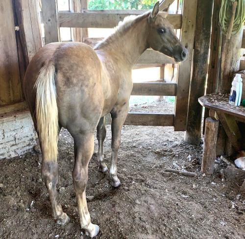 BLOND SWEET X GAMAY PEPPY ZORRERO