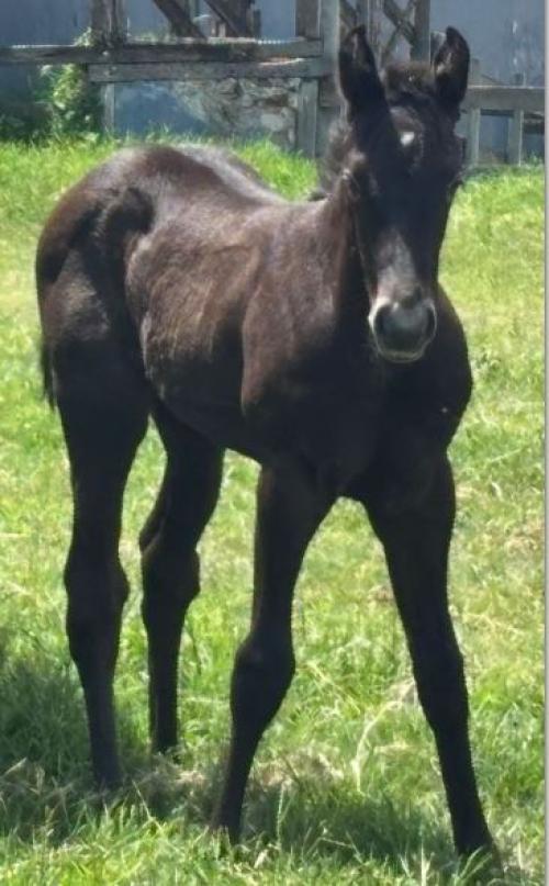 EYE SHOT X ISABEAU TUX B2B