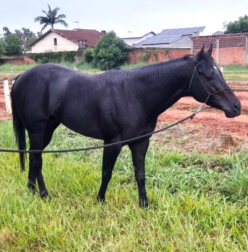 GALATICO CASH FOR ME