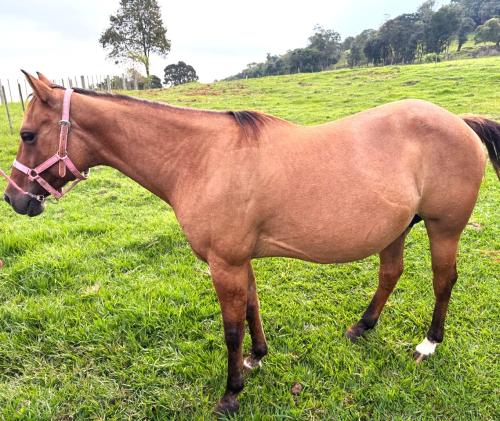 CORONA ZORRA GAMAY