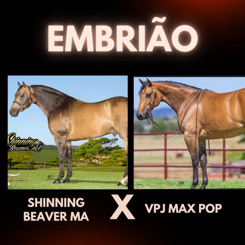 SHINNING BEAVER MA x VPJ MAX POP (Embrião a efetivar)