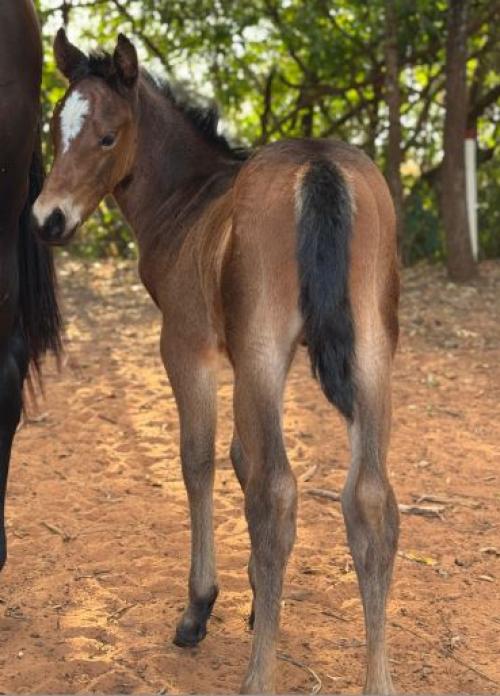 SHADY FAST BARON H2M X KITANA DOC TIMES