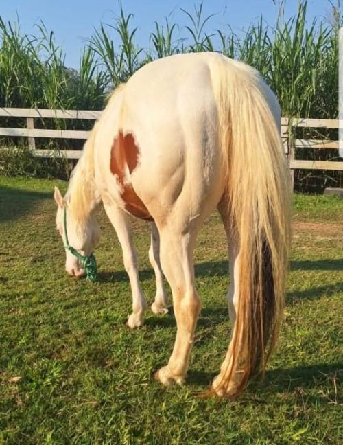 CANDY IMAGINATION SCM