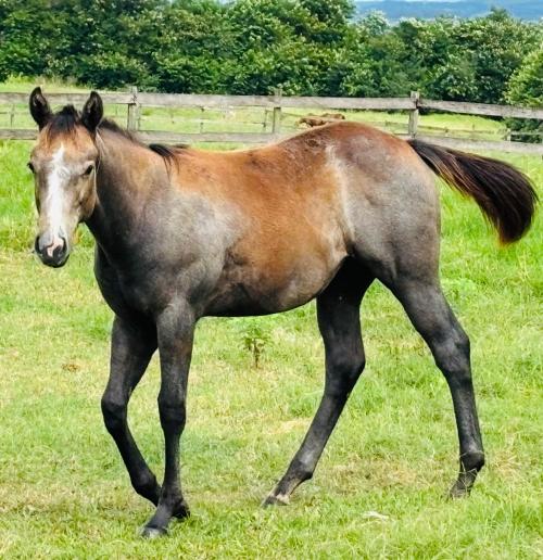 EYE SHOT X ETERNITY SHADY