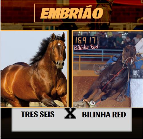 TRES SEIS X BILINHA RED (Embrião efetivado)