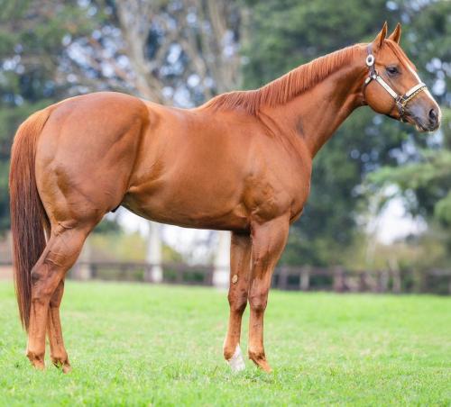 FAVORITO VERDE (3 Coberturas)