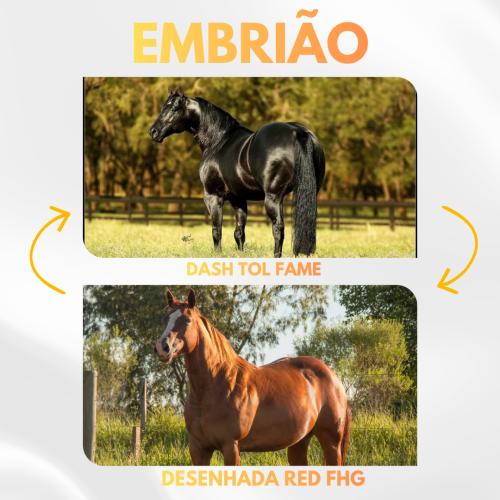 DASH TOL FAME X DESENHADA RED FHG (Embrião a efetivar)