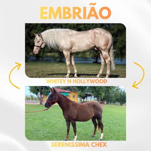 WHITEY N HOLLYWOOD X SERENISSIMA CHEX (Embrião efetivado)
