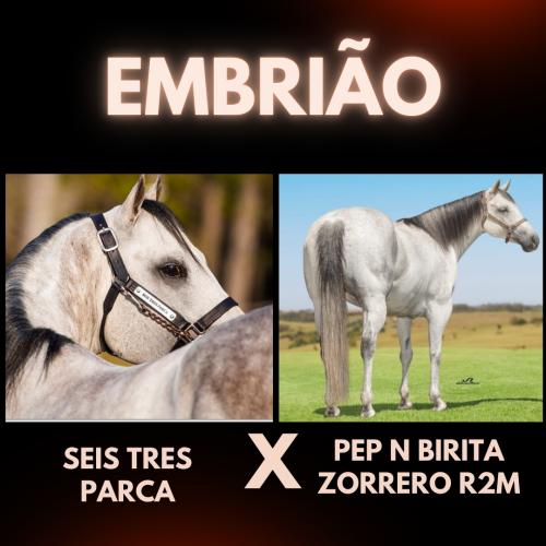 SEIS TRES PARCA X BIRITA ZORRERO R2M (Embrião a efetivar)