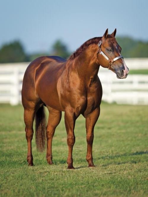 NOT RUF AT ALL (1 Cobertura)