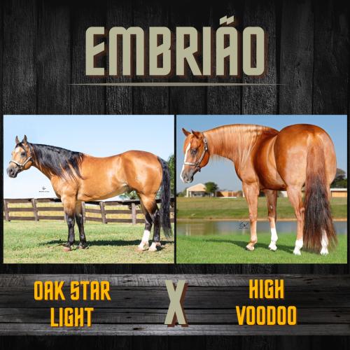 OAK STAR LIGHT X HIGH VOODOO (Embrião a efetivar)