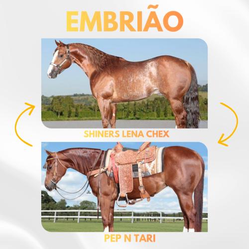 SHINERS LENA CHEX X PEP N TARI (Embrião a efetivar)