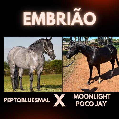 PEPTOBLUESMAL x MOONLIGHT POCO JAY (Embrião a efetivar)
