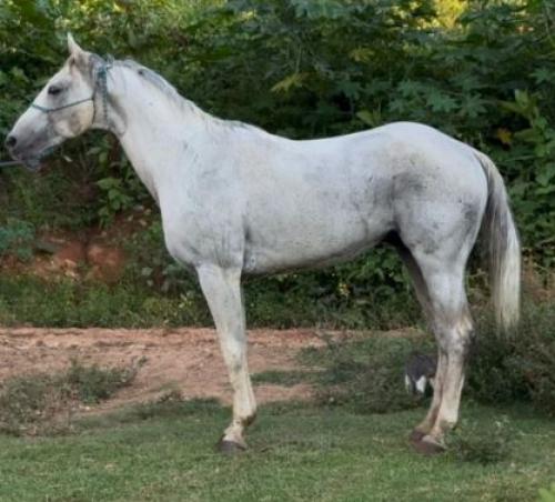 DARK SAN PINE (1 Cobertura)