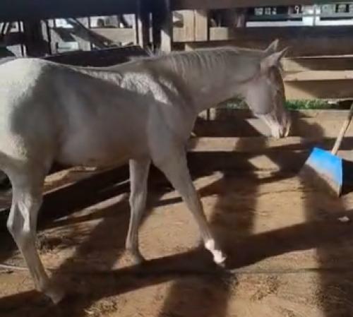 WHIZKEY N CASH X CHIC PRETTY LENA