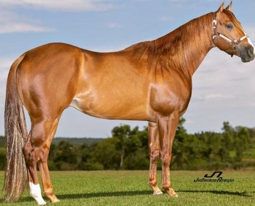 FIESTA TA FAME (1 Cobertura)