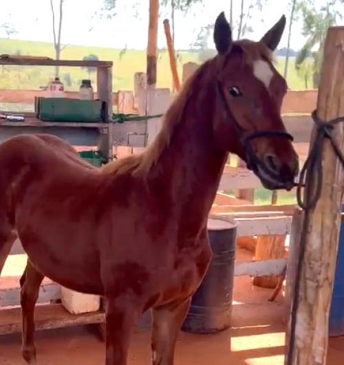 MRT FAVORITA IN CART