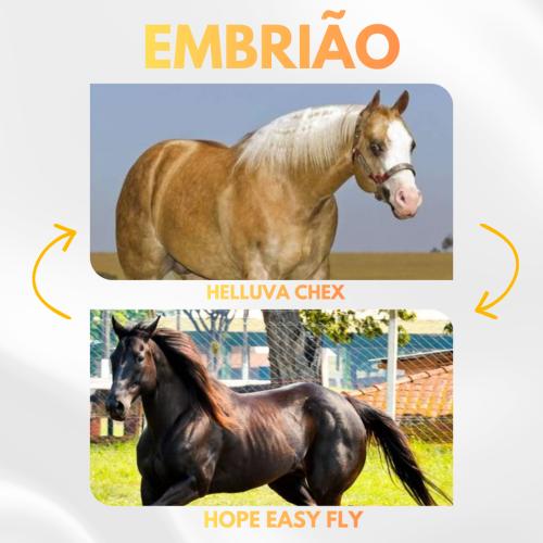 HELLUVA CHEX X HOPE EASY FLY (Embrião a efetivar)