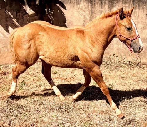 SANS SPOOK X LOL TOP SURPRISE FLM