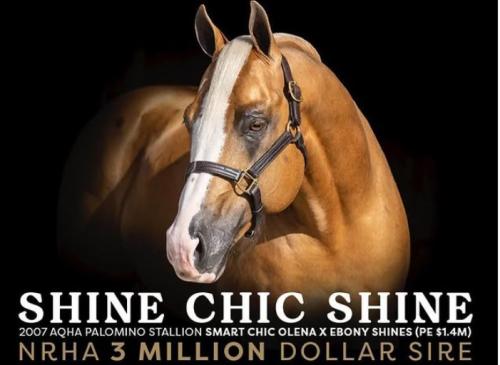 SHINE CHIC SHINE (ICSI)