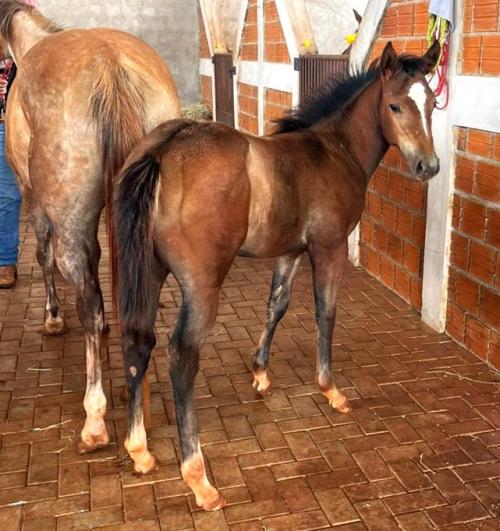 CADES TRES SEIS HRZ X SPARKLIN ZORRERO HWJ