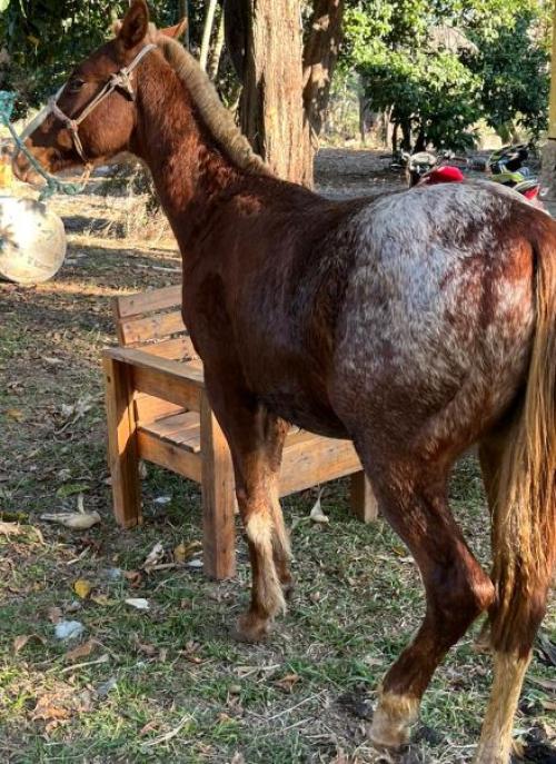 POTRO APPALOOSA SEM REGISTRO